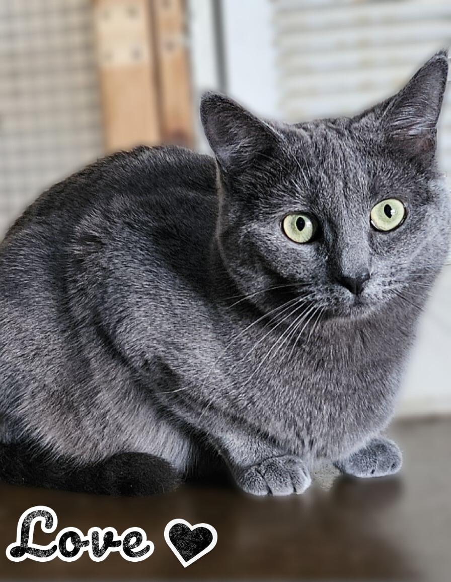 V, ADOPTABLE, Young Female Domestic Short Hair.