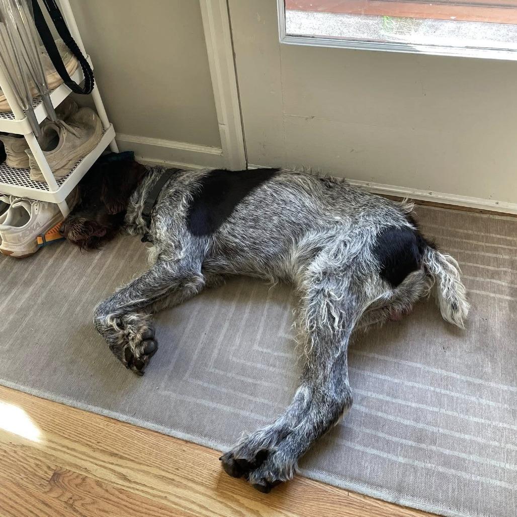 Bruno (Sir Charles) (NEEDS FOSTER Portland, Oregon), Adoptable, Adult Male German Wirehaired Pointer.