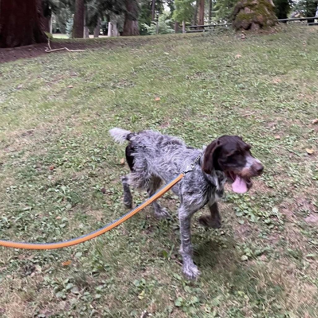 Bruno (Sir Charles) (NEEDS FOSTER Portland, Oregon), a Adoptable German Wirehaired Pointer in Santa Rosa, CA image 2/6
