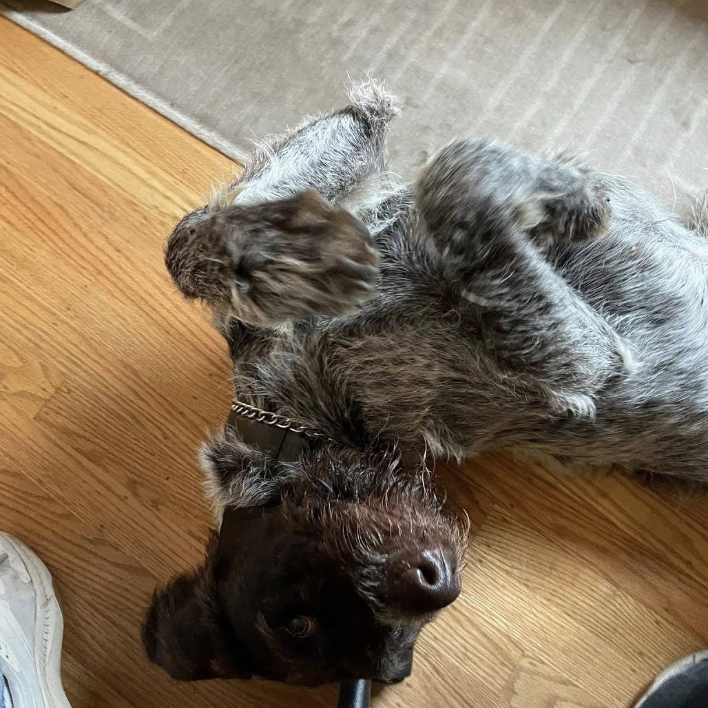 Bruno (Sir Charles) (NEEDS FOSTER Portland, Oregon), a Adoptable German Wirehaired Pointer in Santa Rosa, CA image 3/6