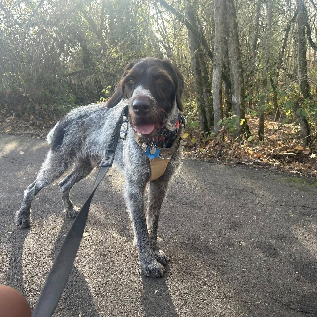 Bruno (Sir Charles) (NEEDS FOSTER Portland, Oregon), a Adoptable German Wirehaired Pointer in Santa Rosa, CA image 4/6