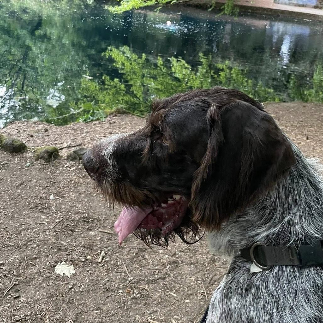 Bruno (Sir Charles) (NEEDS FOSTER Portland, Oregon), a Adoptable German Wirehaired Pointer in Santa Rosa, CA image 5/6