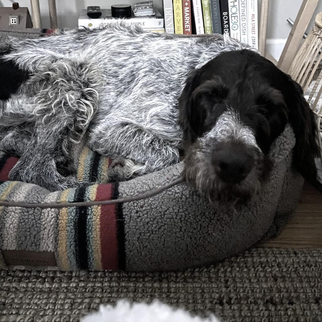 Bruno (Sir Charles) (NEEDS FOSTER Portland, Oregon), a Adoptable German Wirehaired Pointer in Santa Rosa, CA image 6/6