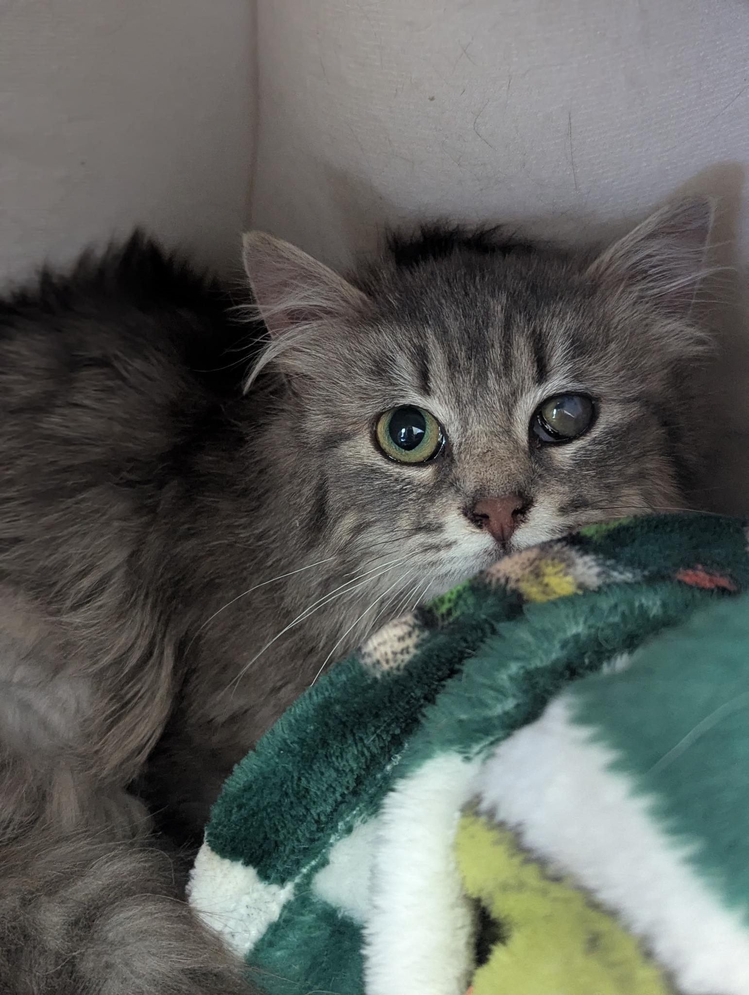 Enlarge Doris, a ADOPTABLE mixed breed in Morristown, NJ image 3/6