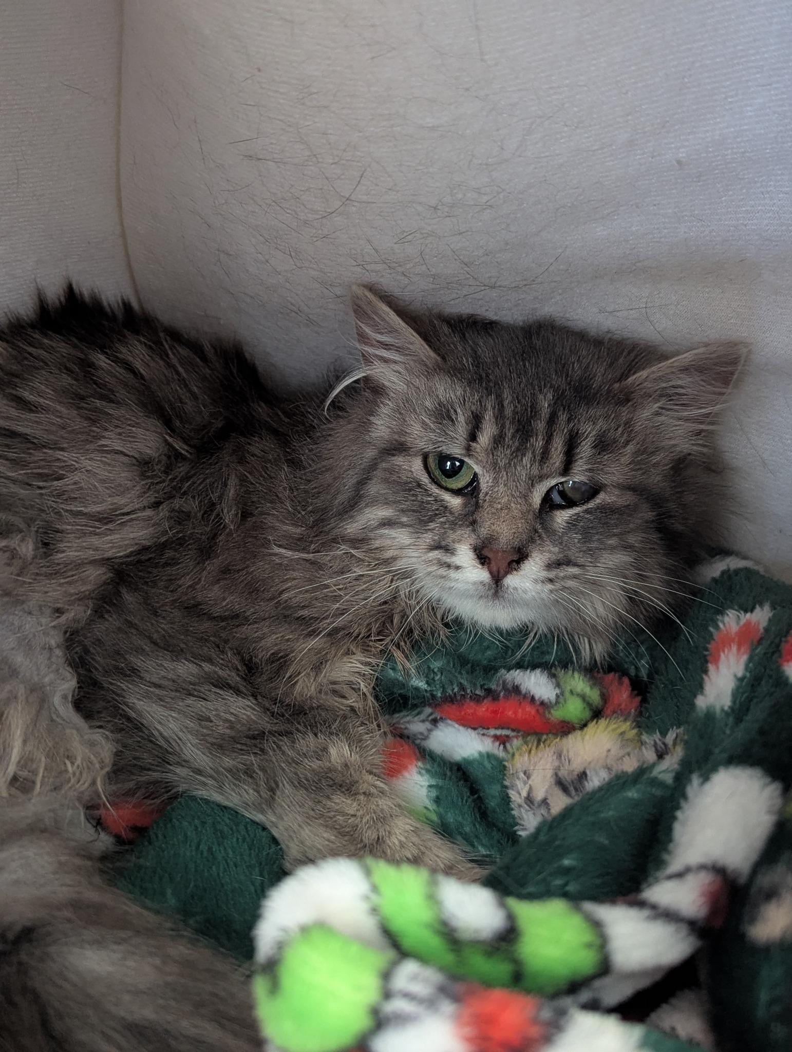 Enlarge Doris, a ADOPTABLE mixed breed in Morristown, NJ image 2/6