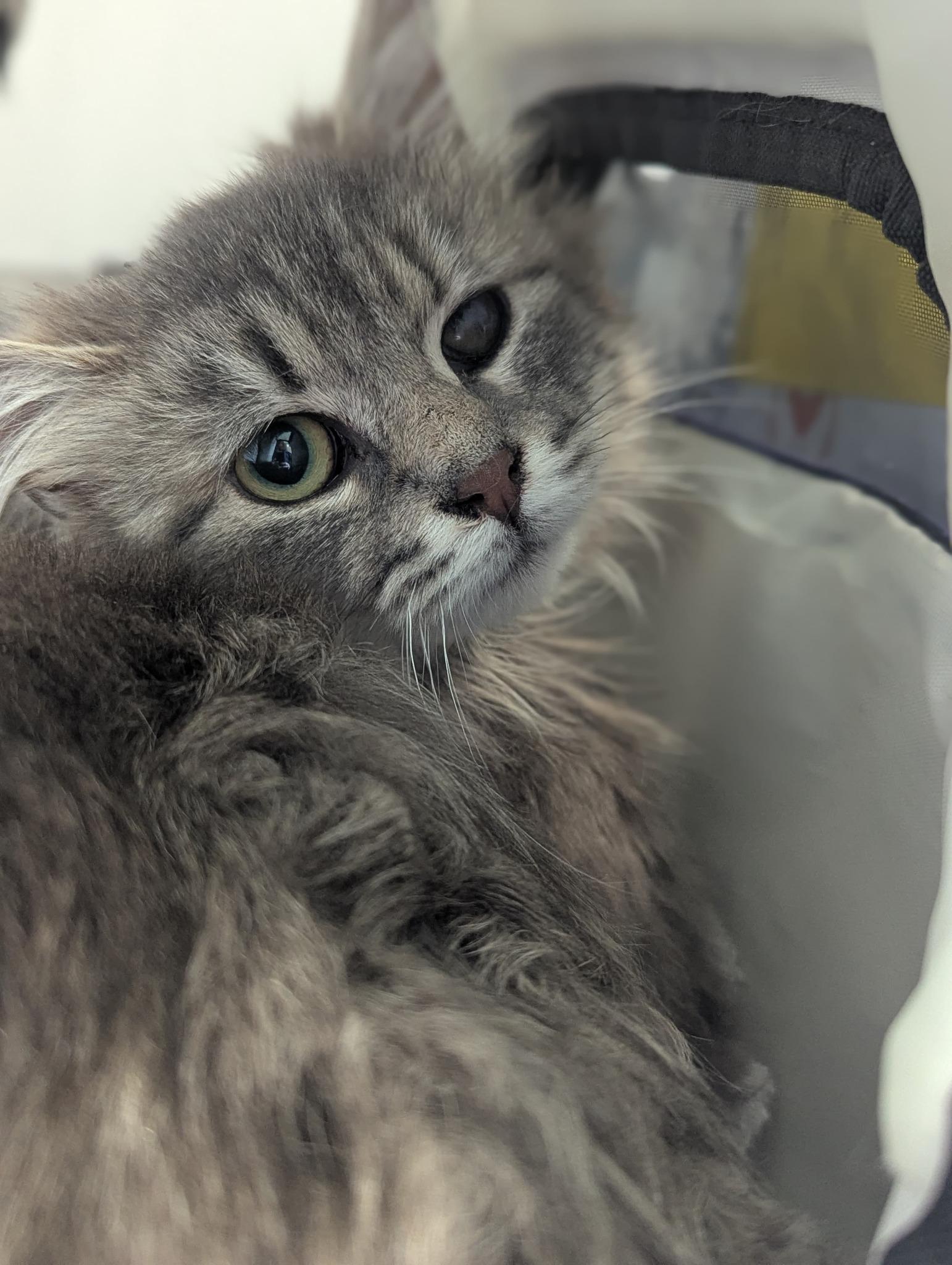 Enlarge Doris, a ADOPTABLE mixed breed in Morristown, NJ image 5/6