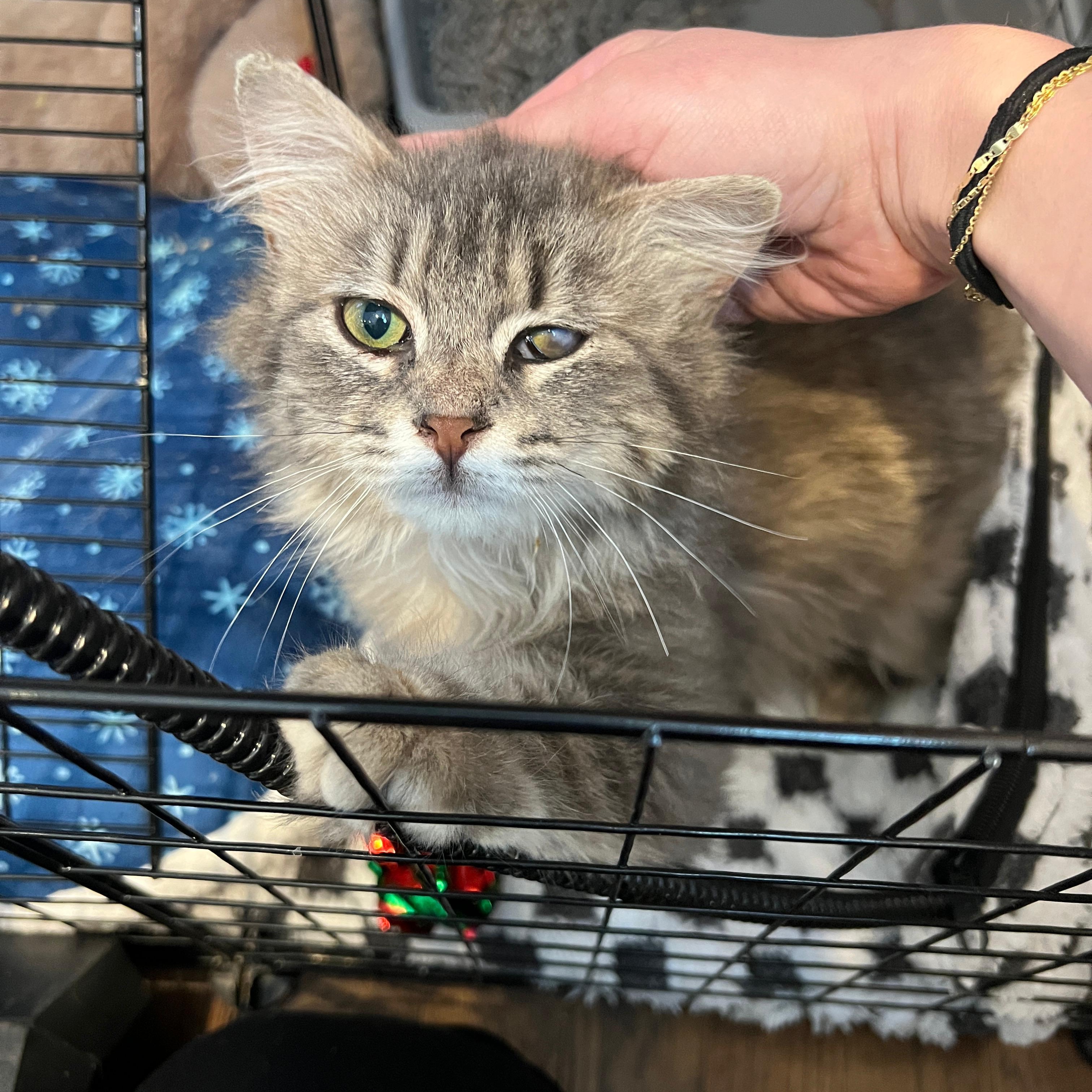 Doris, ADOPTABLE, Kitten Female Domestic Long Hair & Maine Coon.