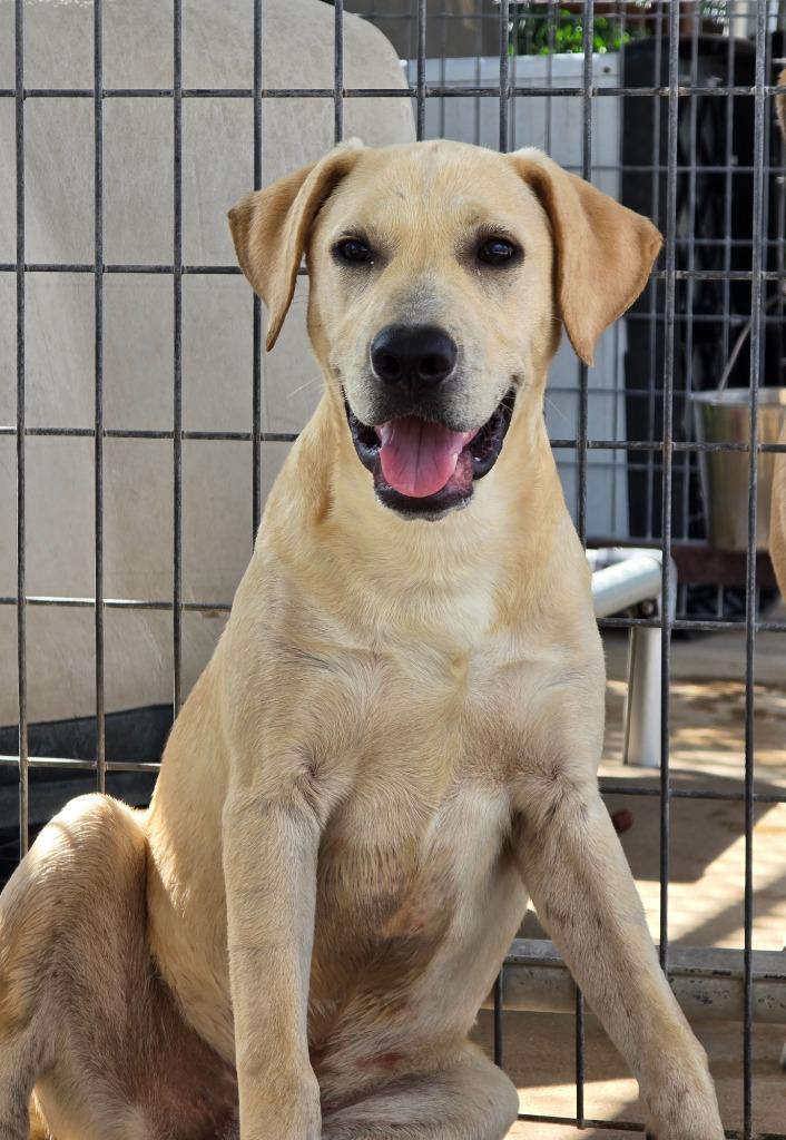 Carl, Adoptable, Puppy Male Labrador Retriever.
