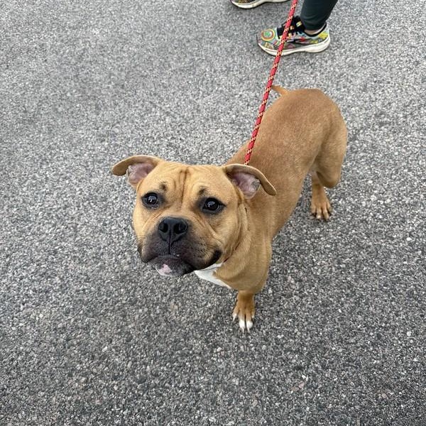 Enlarge Emmett, a Adoptable Mixed Breed in Thornton, PA image 4/6