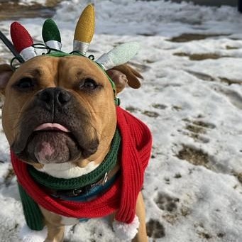 Enlarge Emmett, a Adoptable Mixed Breed in Thornton, PA image 1/6