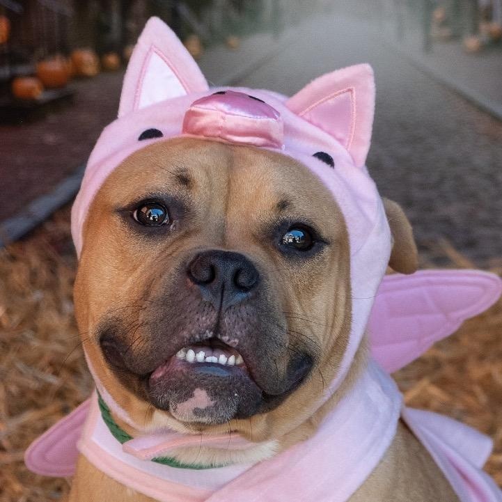 Enlarge Emmett, a Adoptable Mixed Breed in Thornton, PA image 2/6