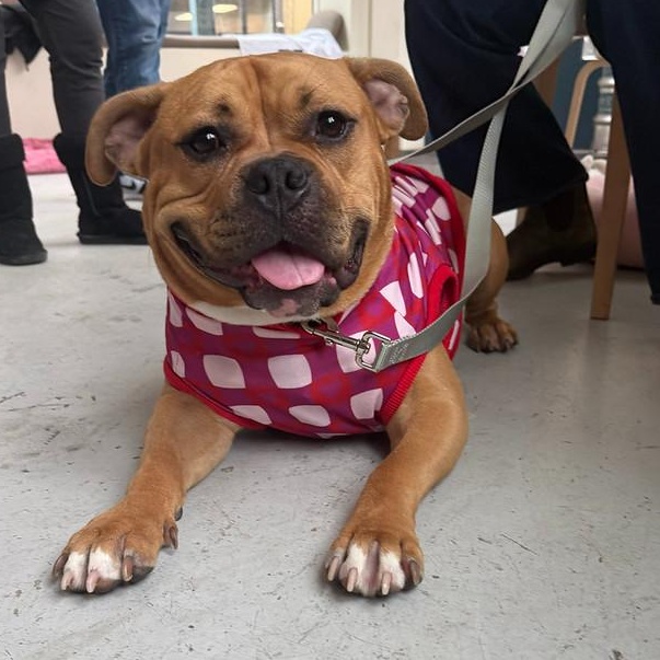 Emmett, Adoptable, Adult Male Mixed Breed.