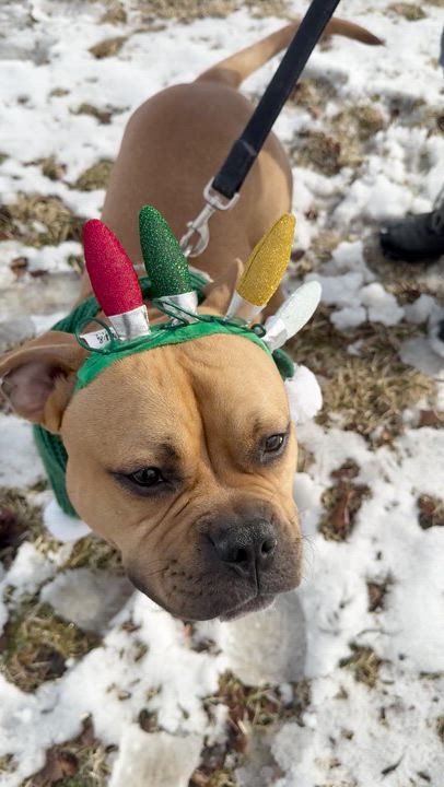 Enlarge Emmett, a Adoptable Mixed Breed in Thornton, PA video 6/6