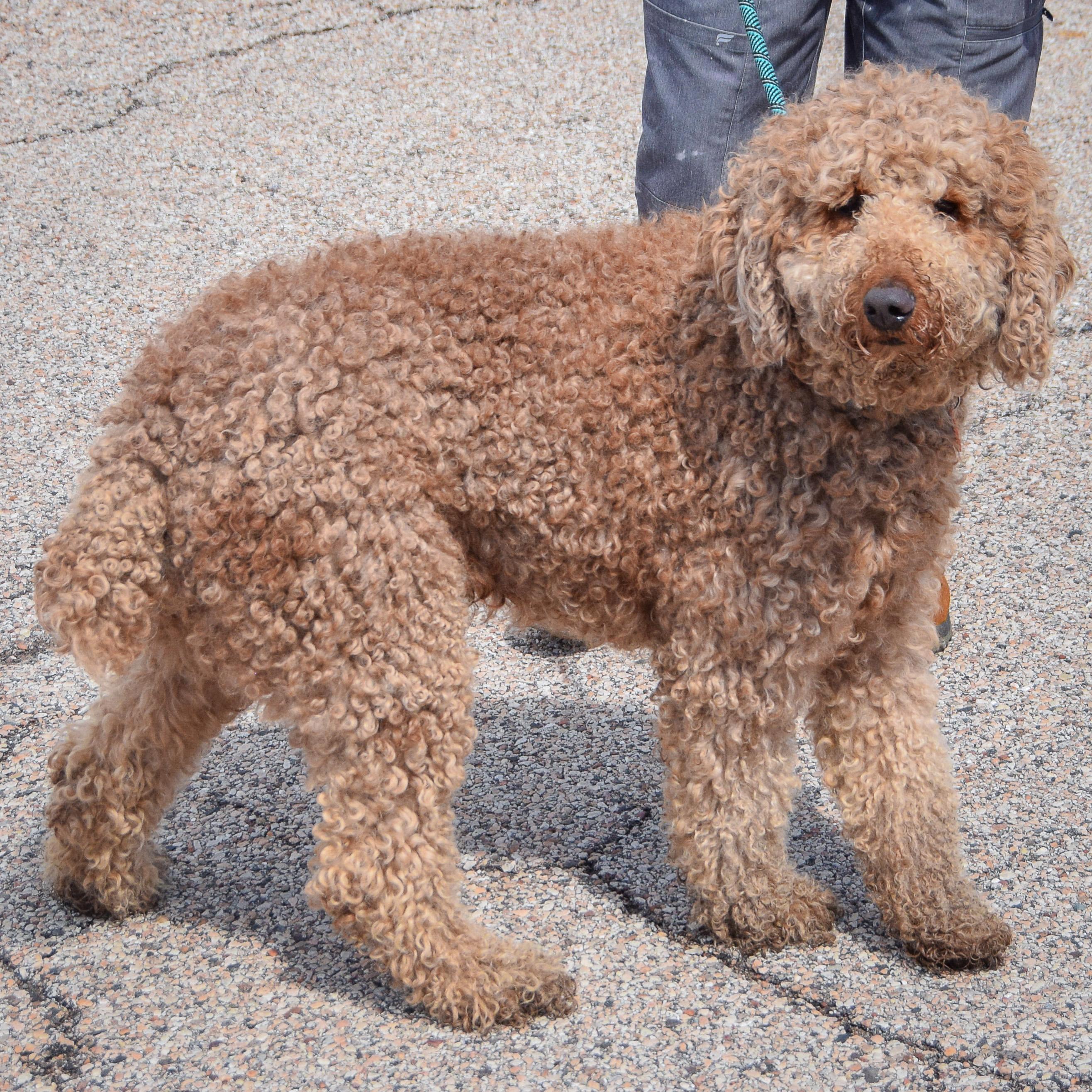 Enlarge Georgie, an adopted mixed breed in Huntley, IL image 3/3