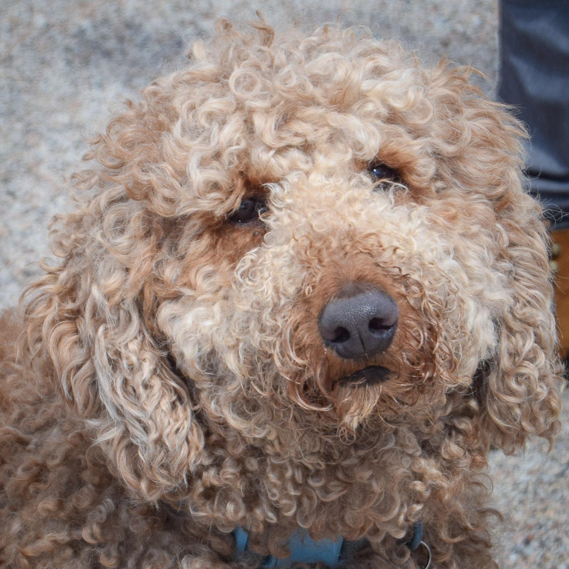 Enlarge Georgie, an adopted mixed breed in Huntley, IL image 1/3