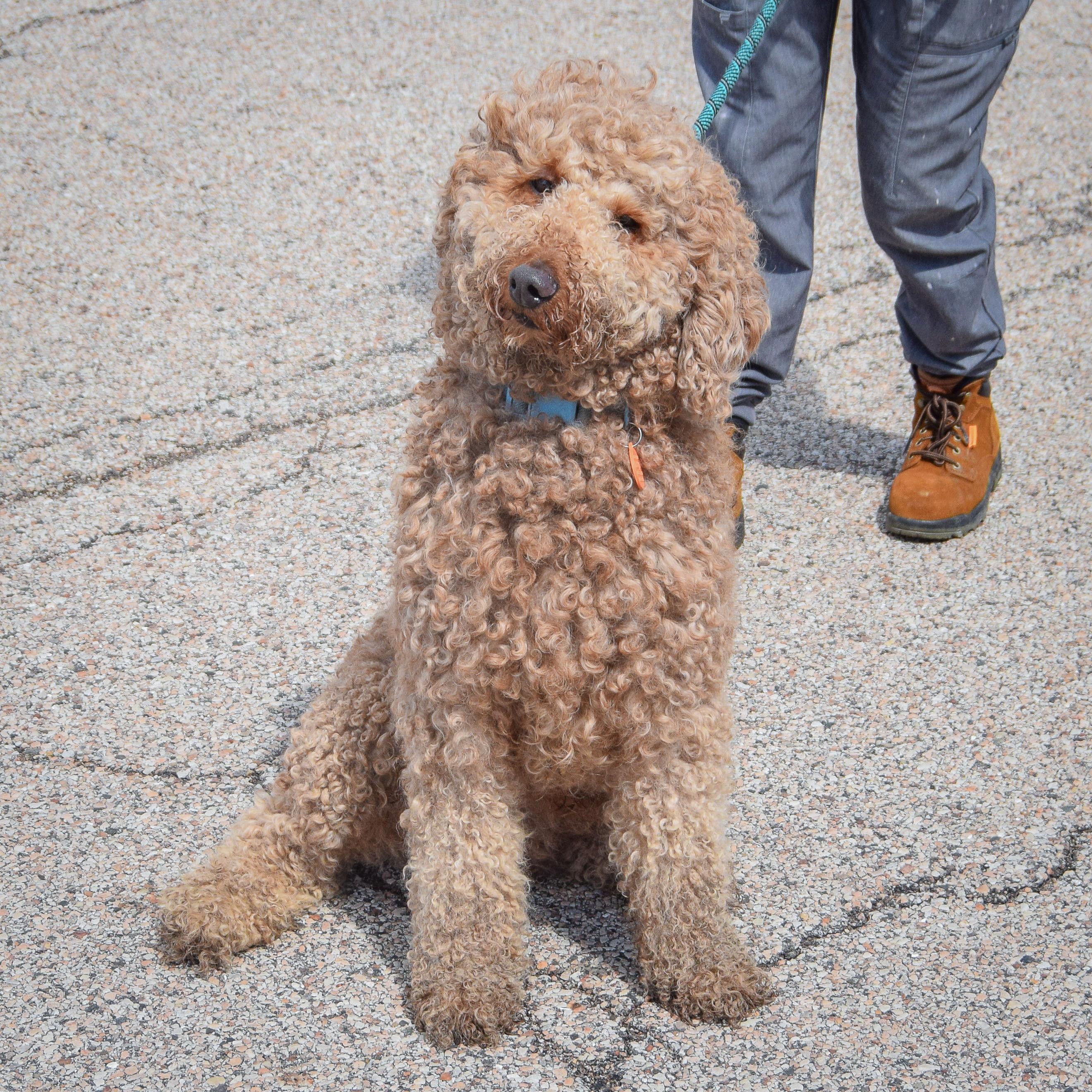 Enlarge Georgie, an adopted mixed breed in Huntley, IL image 2/3