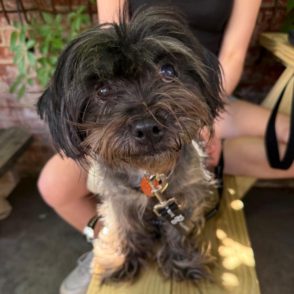 Enlarge Janice, a Adoptable Shih Tzu in Brooklyn, NY image 1/6