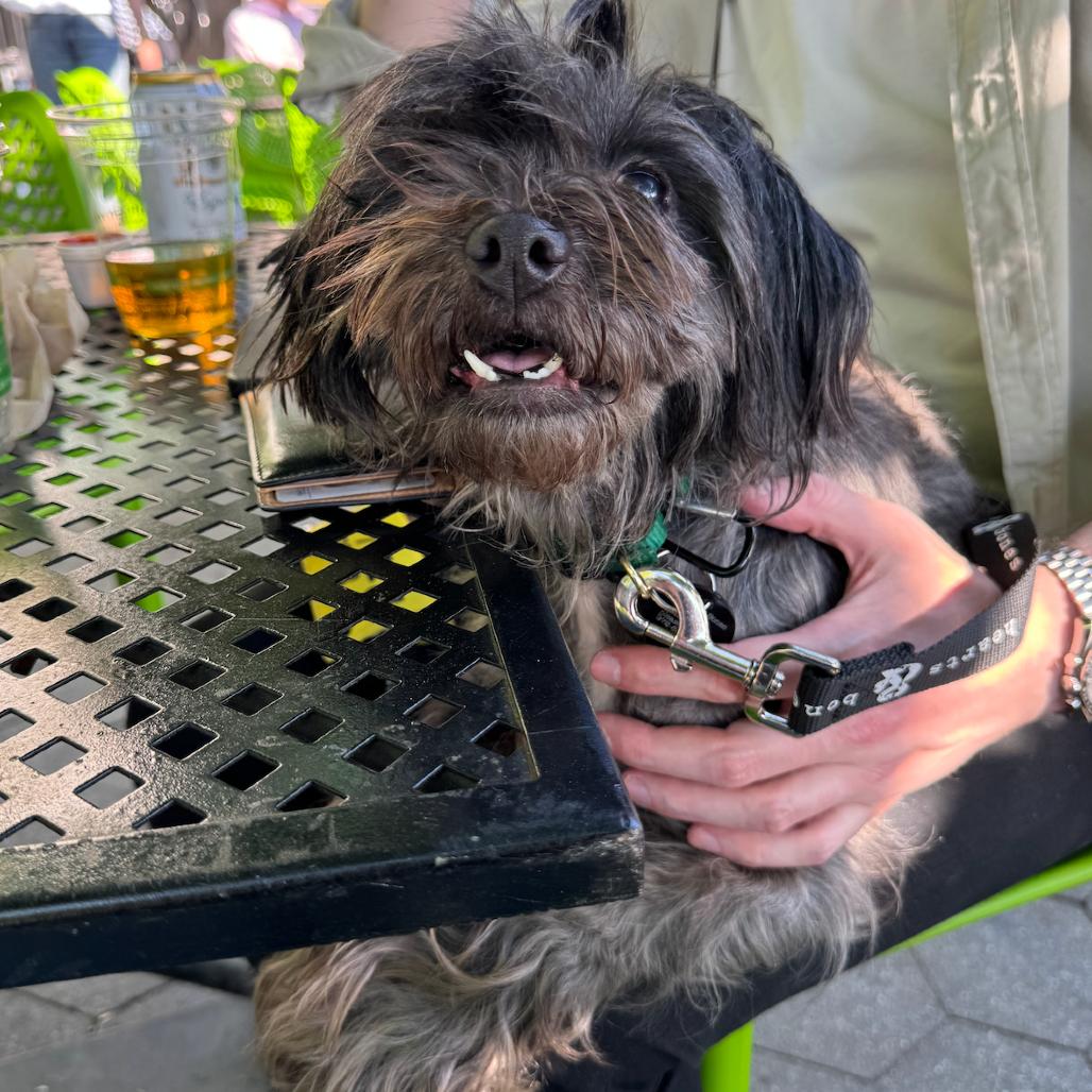 Enlarge Janice, a Adoptable Shih Tzu in Brooklyn, NY image 2/6