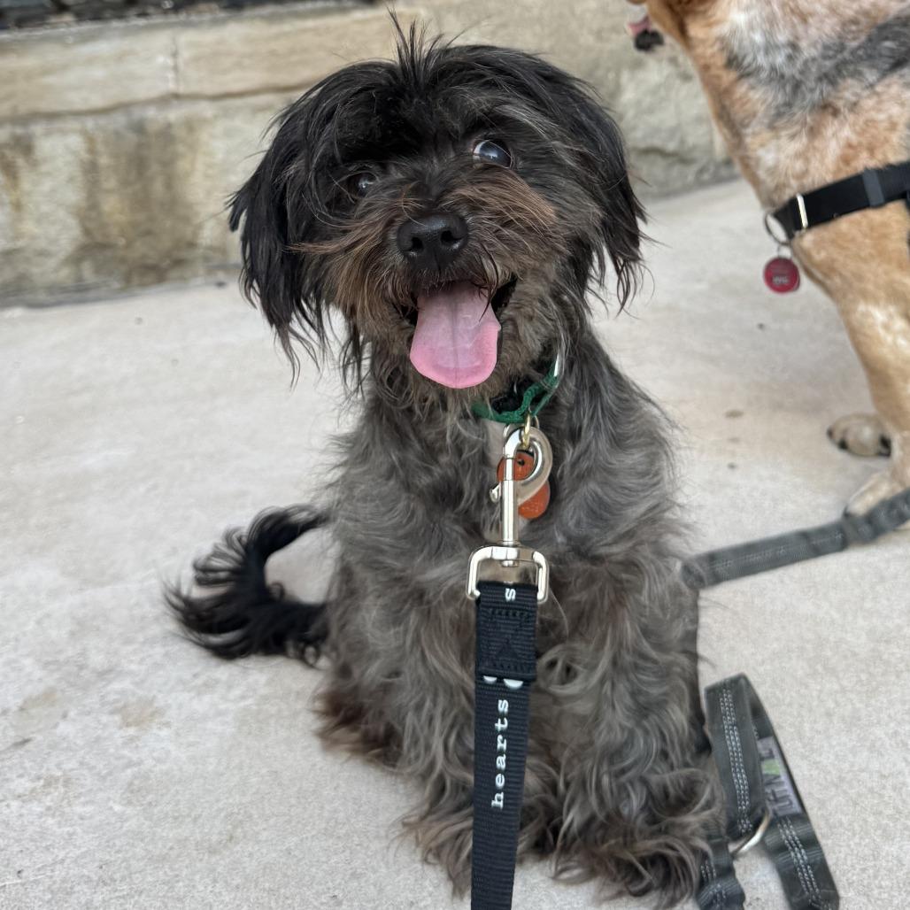 Enlarge Janice, a Adoptable Shih Tzu in Brooklyn, NY image 3/6