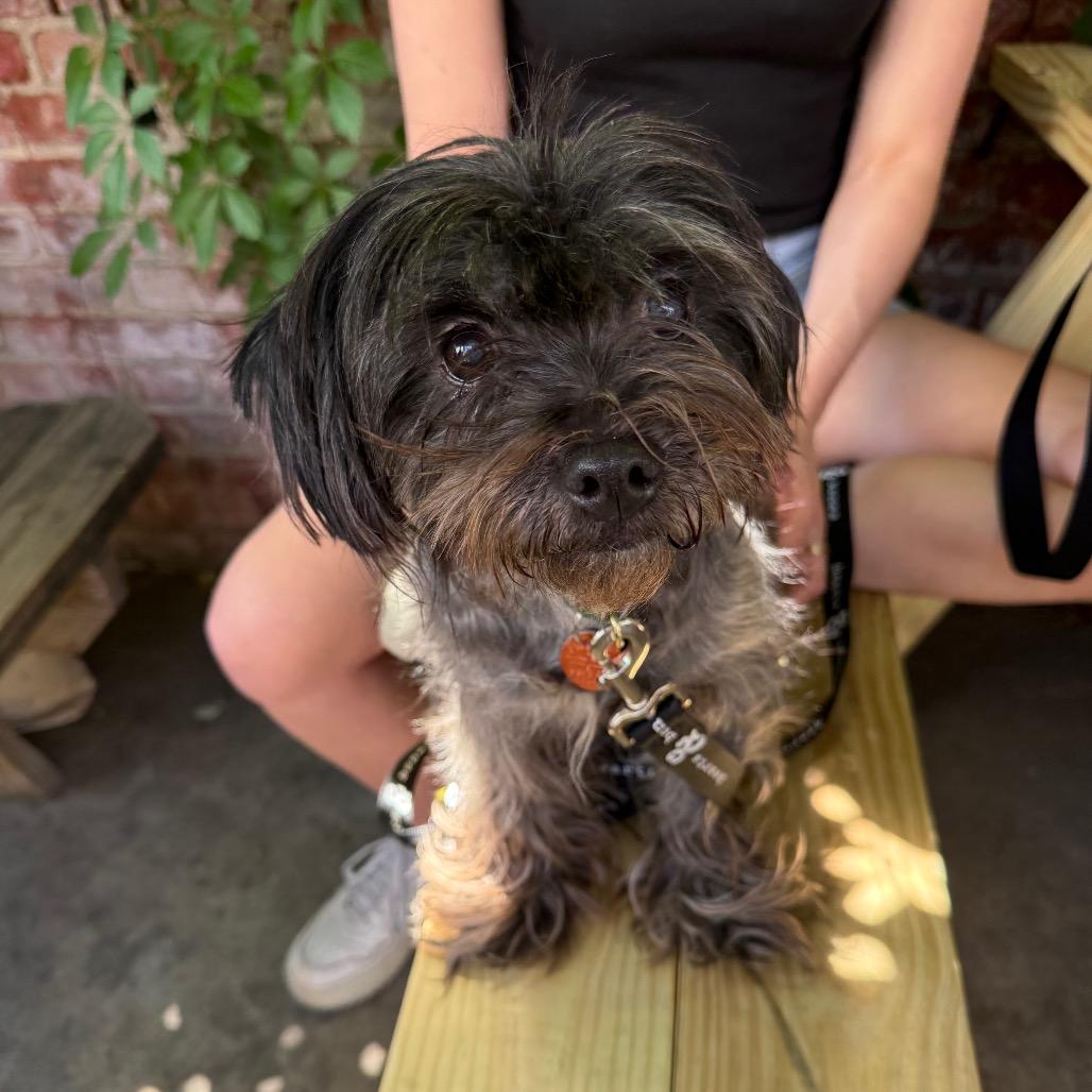 Enlarge Janice, a Adoptable Shih Tzu in Brooklyn, NY image 4/6
