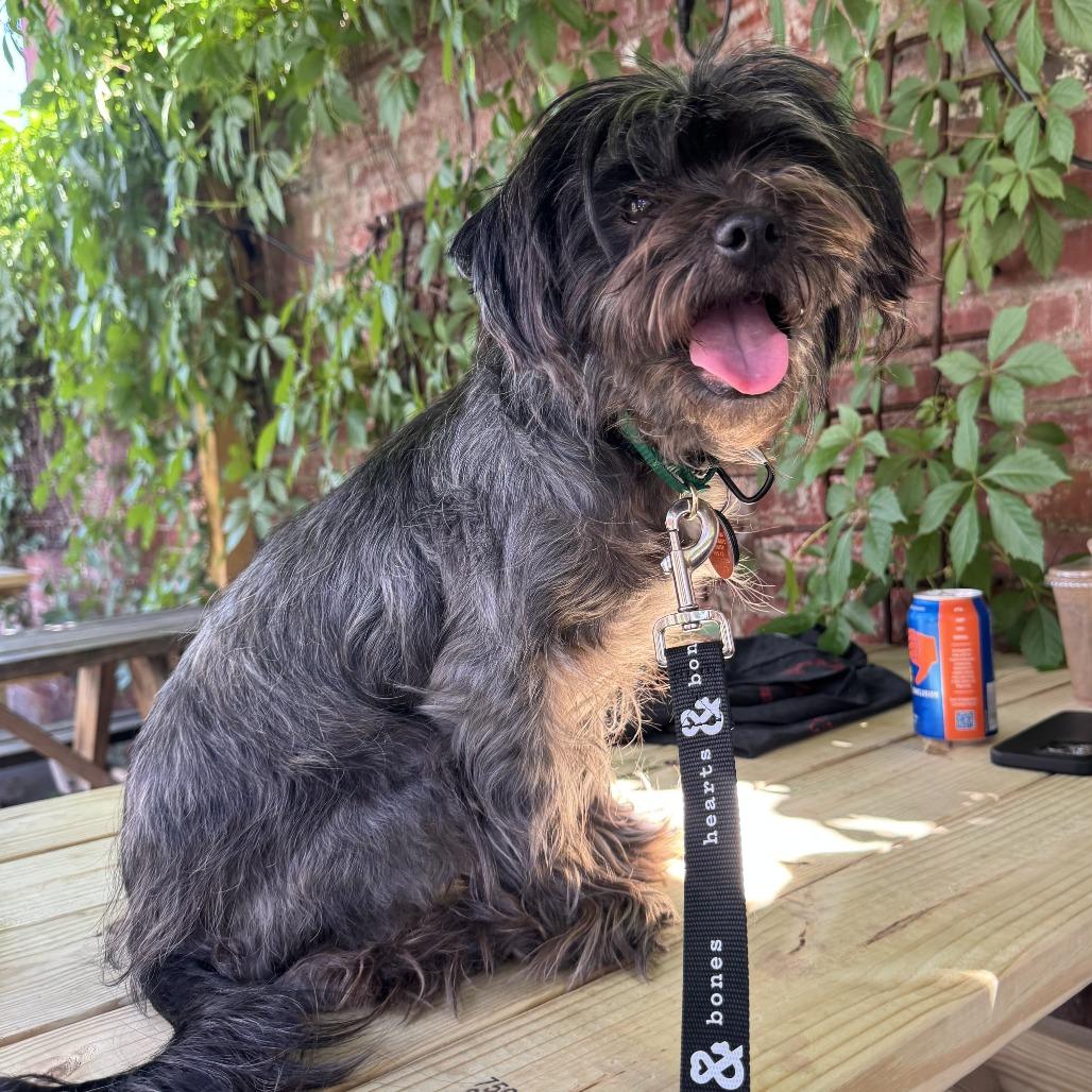 Enlarge Janice, a Adoptable Shih Tzu in Brooklyn, NY image 5/6