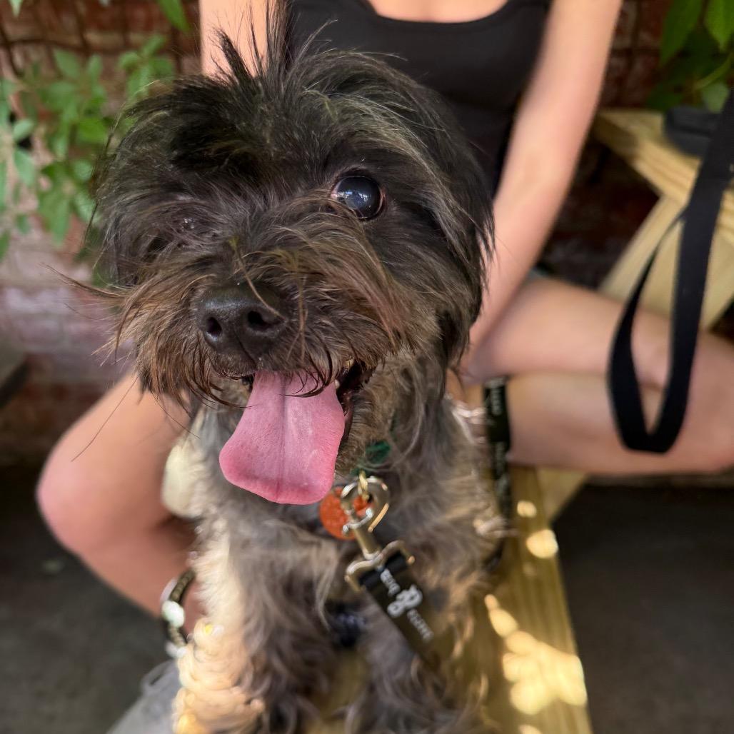 Enlarge Janice, a Adoptable Shih Tzu in Brooklyn, NY image 6/6