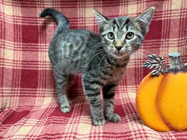 VIENNA, Adoptable, Kitten Female Domestic Short Hair.
