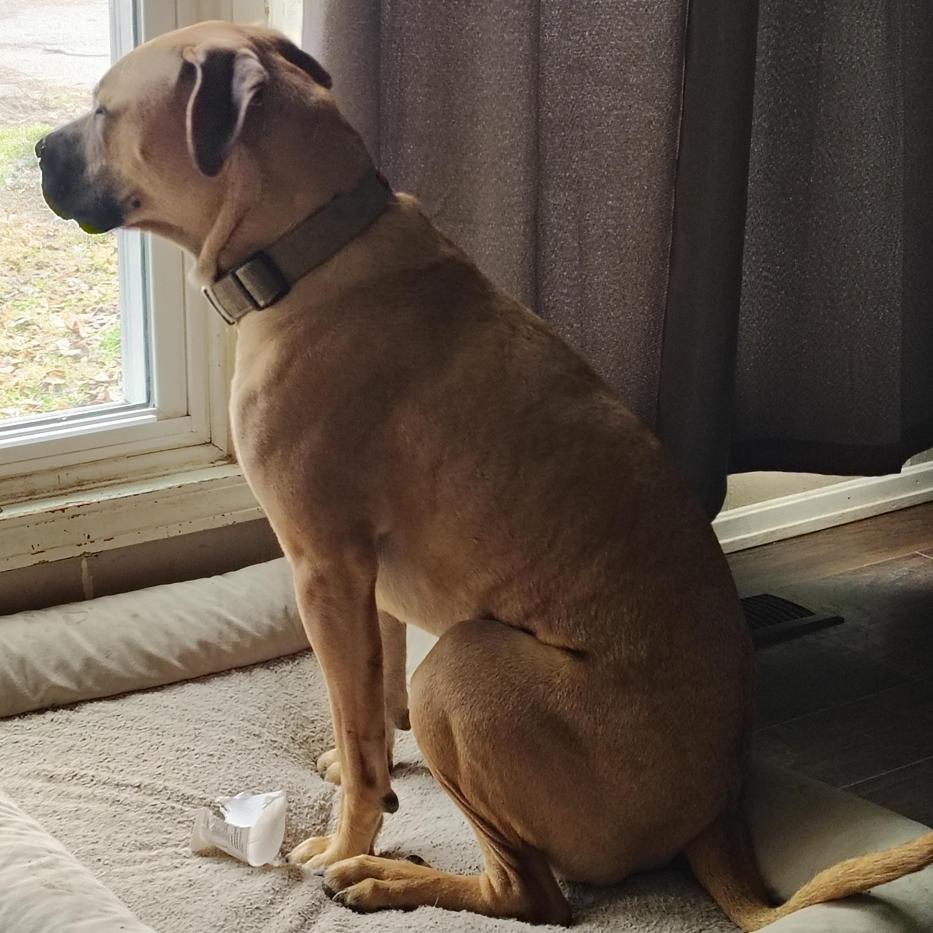 Enlarge Hank, a ADOPTABLE mixed breed in Jeffersonville, IN image 3/6