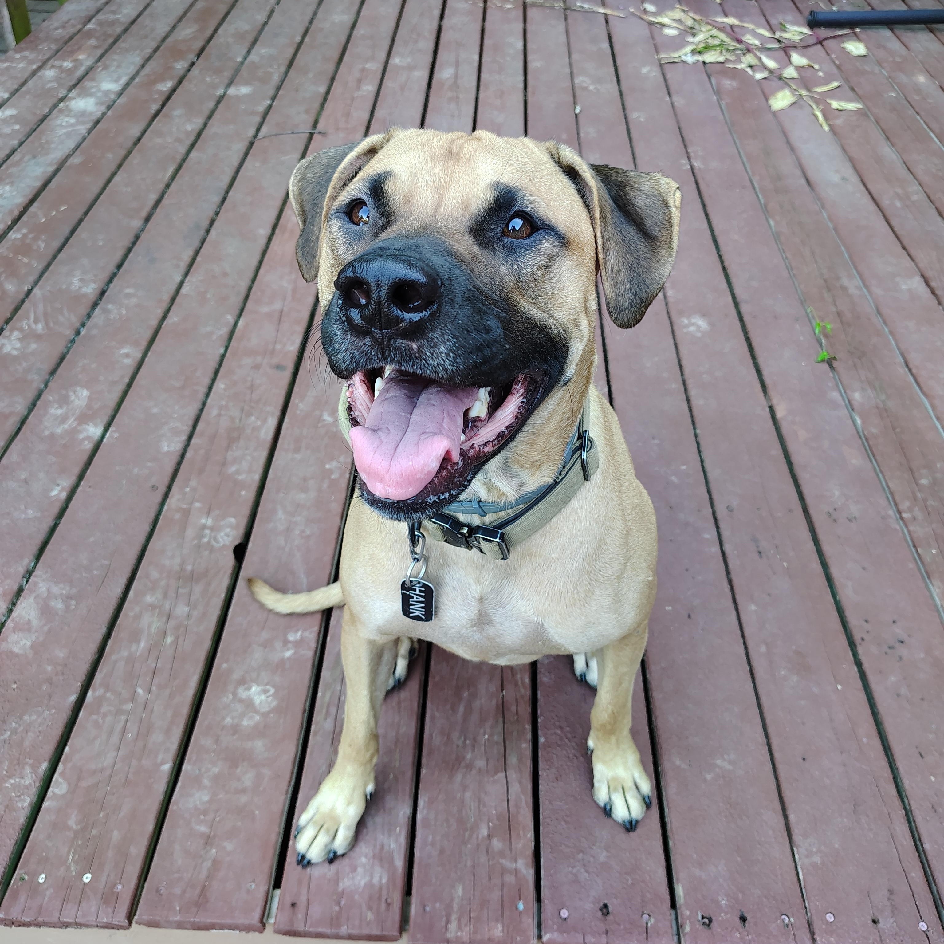 Enlarge Hank, a ADOPTABLE mixed breed in Jeffersonville, IN image 5/6
