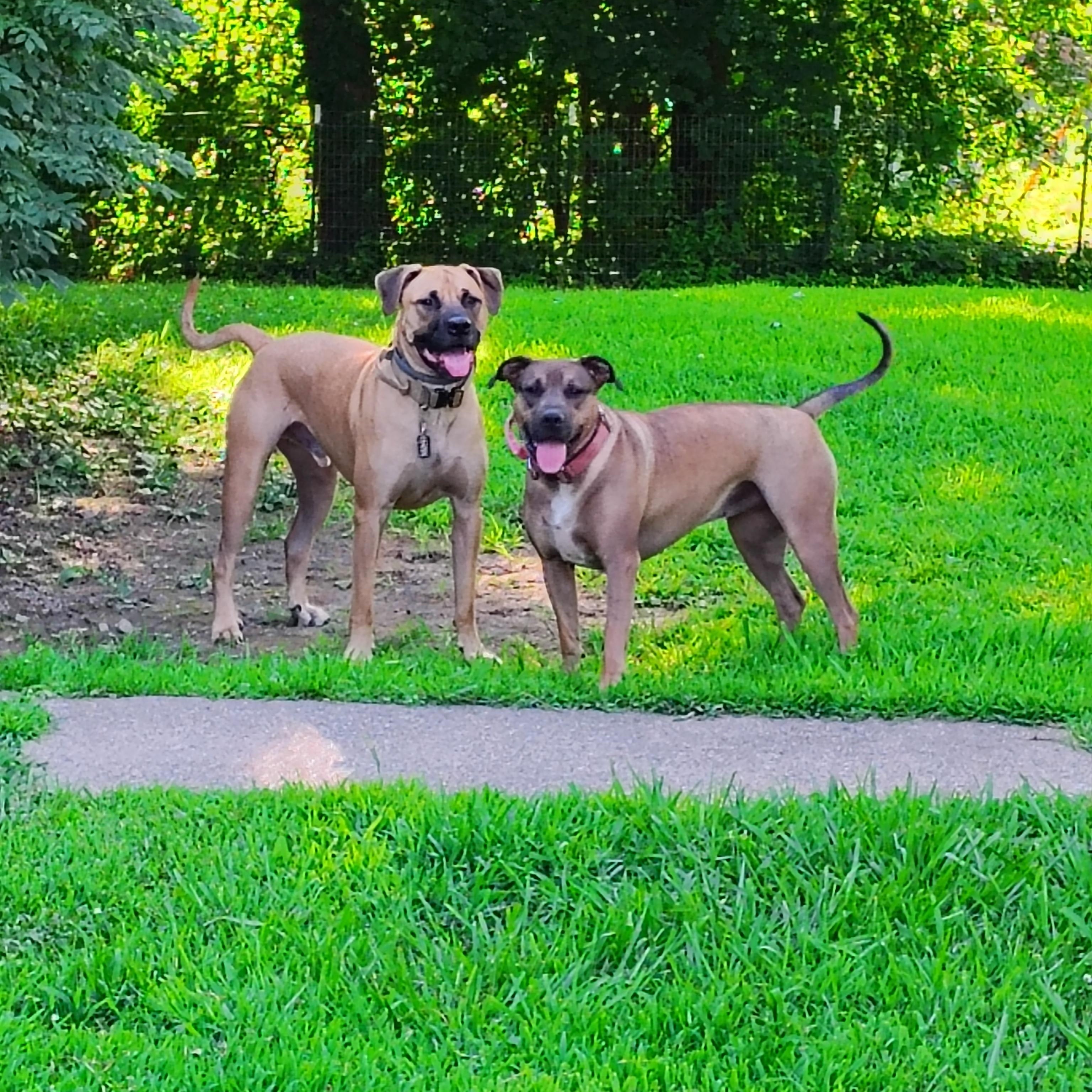 Enlarge Hank, a ADOPTABLE mixed breed in Jeffersonville, IN image 4/6