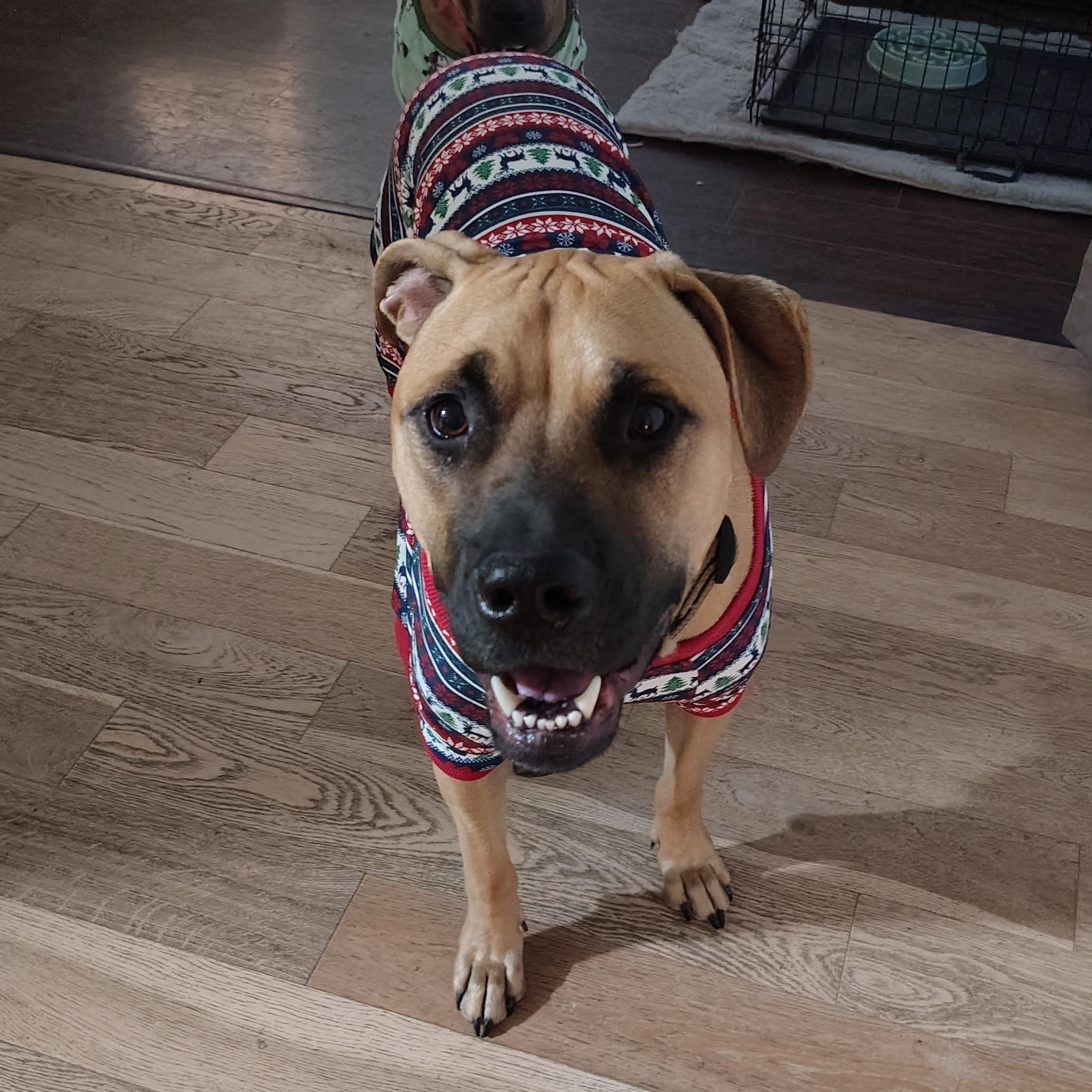 Enlarge Hank, a ADOPTABLE mixed breed in Jeffersonville, IN image 1/6