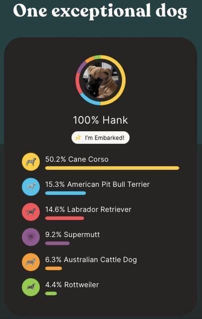 Enlarge Hank, a ADOPTABLE mixed breed in Jeffersonville, IN image 6/6