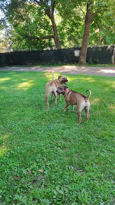 Enlarge Hank, a ADOPTABLE mixed breed in Jeffersonville, IN video 2/6