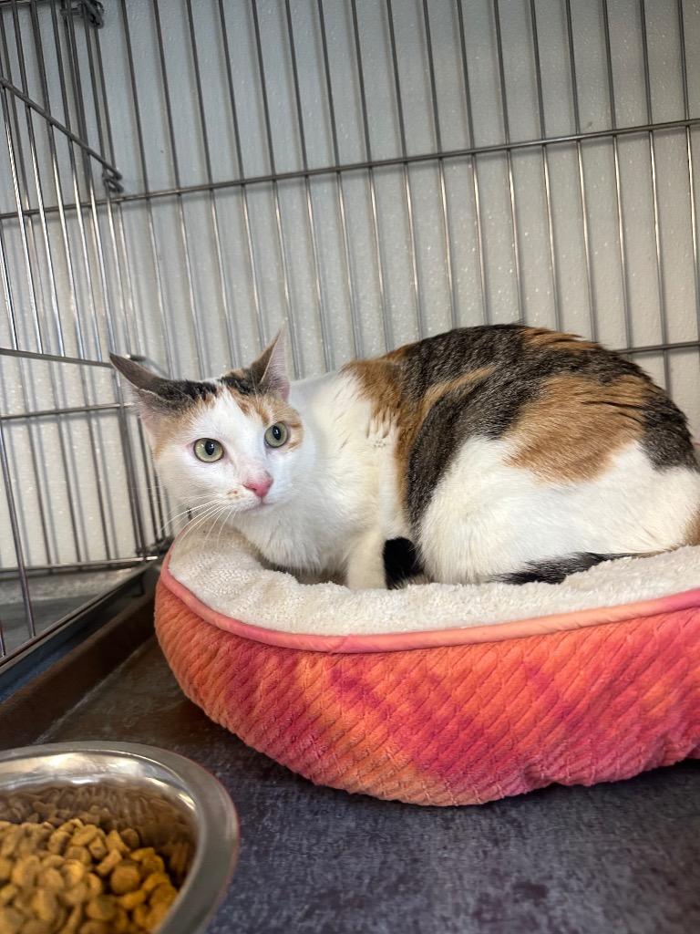 Marley, Adoptable, Young Female Domestic Short Hair.