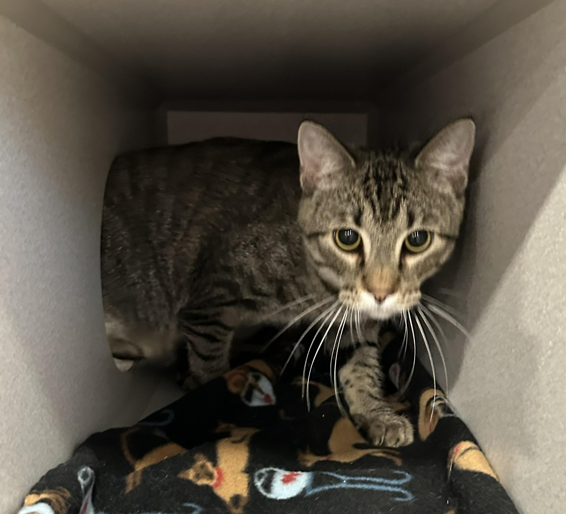 Ferdinand, Adoptable, Adult Male Domestic Short Hair.