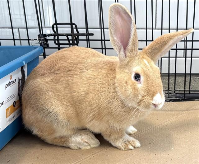 Enlarge PATRICK, a Adoptable mixed breed in Dedham, MA image 1/1