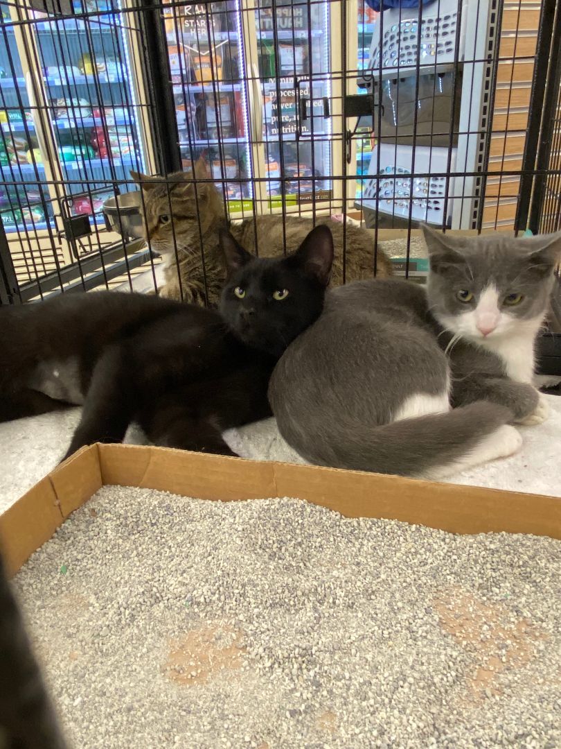 Enlarge Atticus and Lola, a Adoptable Domestic Short Hair in Atwater, OH image 1/1