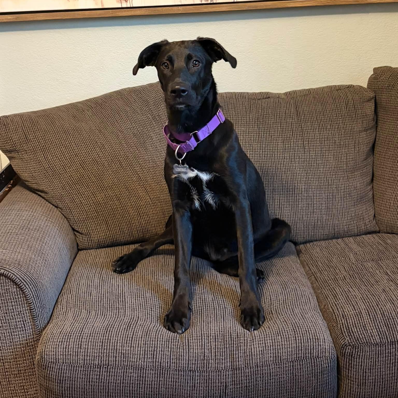 Enlarge PEANUT, a Adoptable mixed breed in Loveland, CO image 6/6