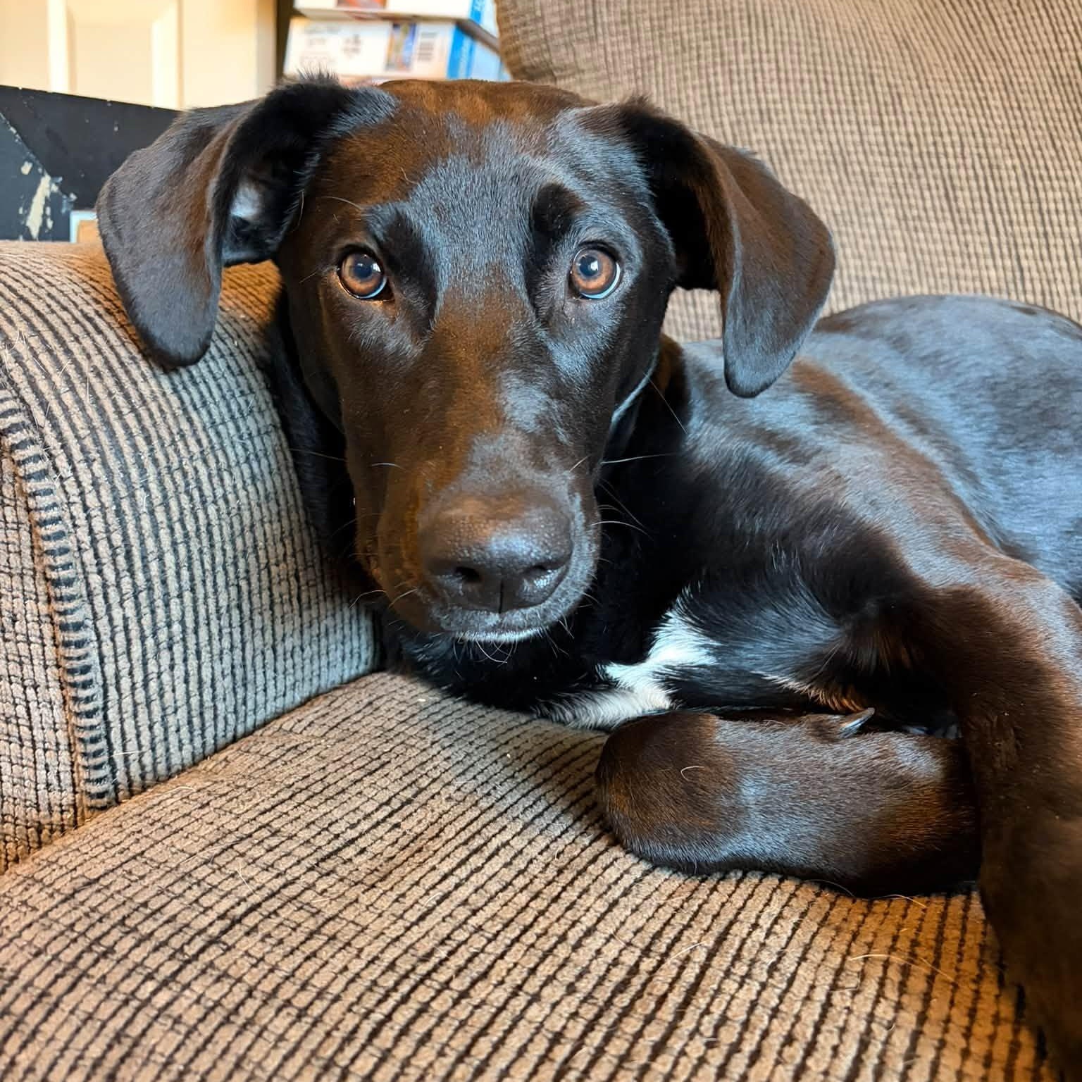 PEANUT, Adoptable, Young Female Black Labrador Retriever.