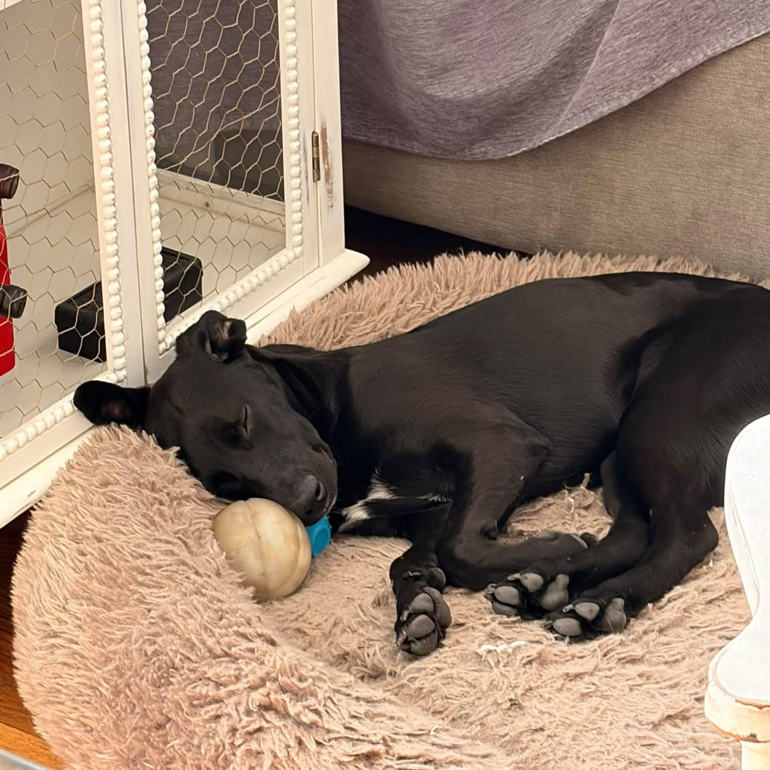 Enlarge PEANUT, a Adoptable mixed breed in Loveland, CO image 4/6