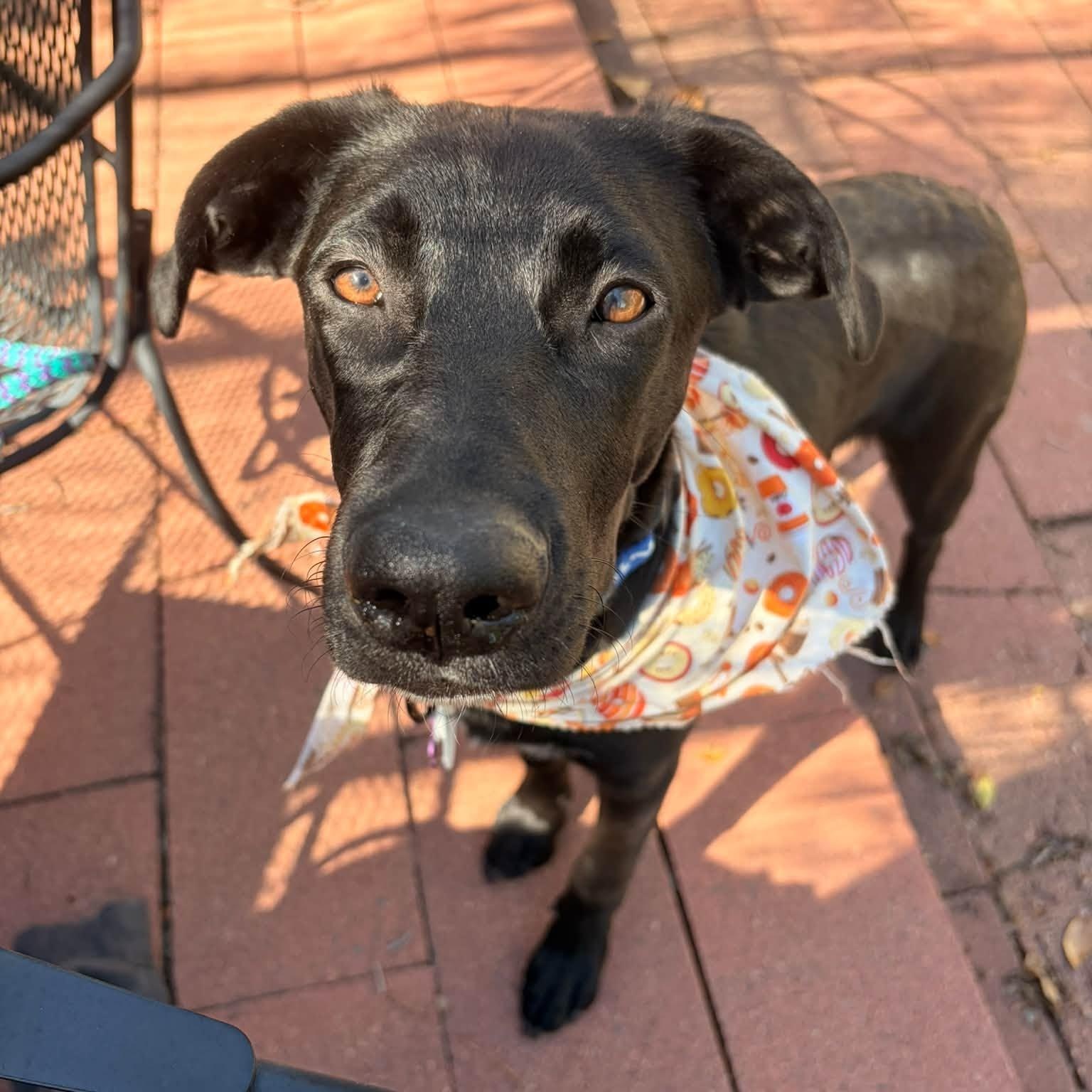 Enlarge PEANUT, a Adoptable mixed breed in Loveland, CO image 2/6