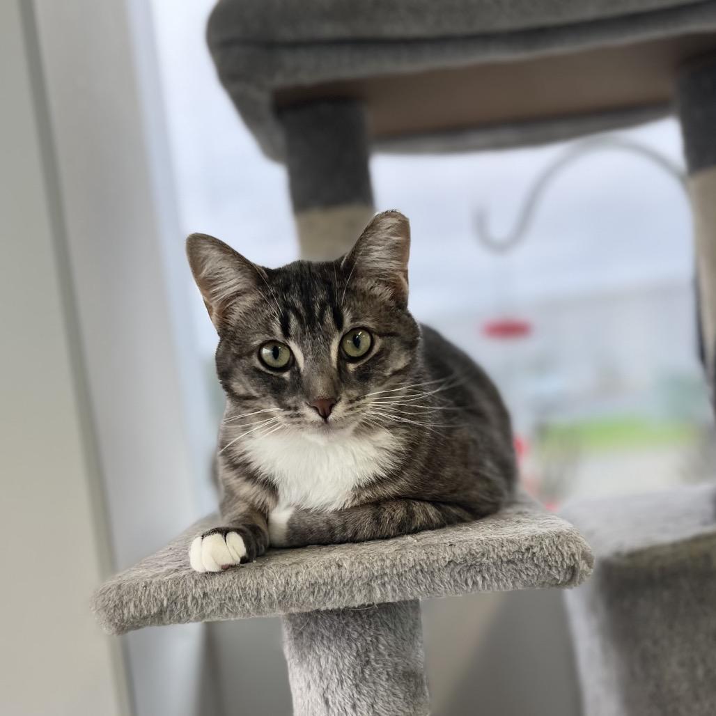 Enlarge Mike, a Adoptable Domestic Short Hair in Portage, MI image 1/5