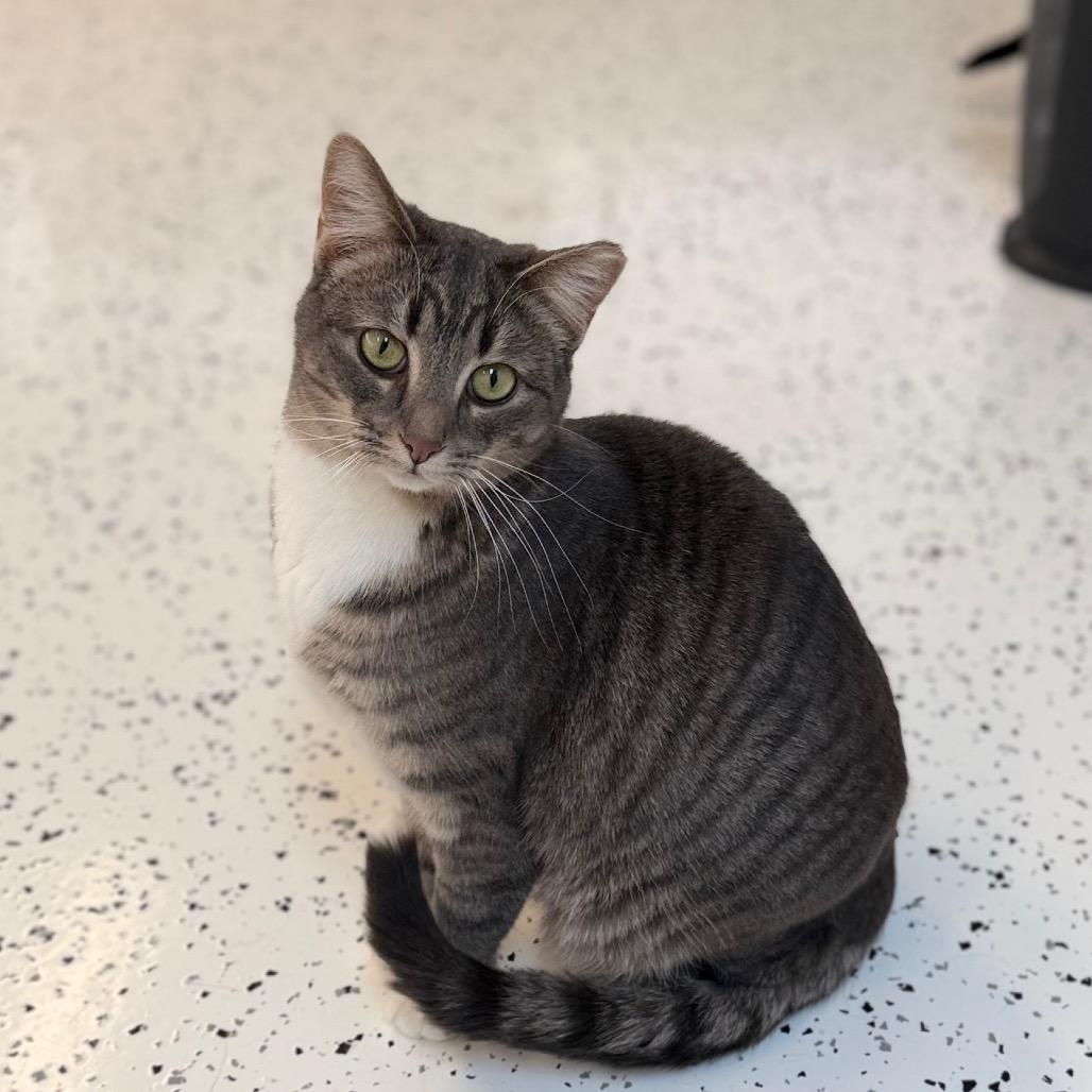 Enlarge Mike, a Adoptable Domestic Short Hair in Portage, MI image 2/5