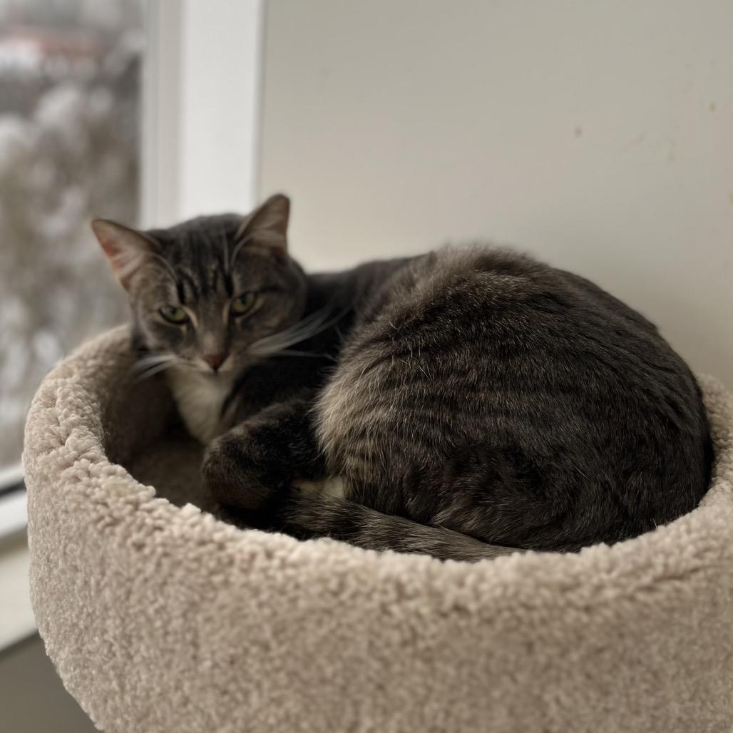 Enlarge Mike, a Adoptable Domestic Short Hair in Portage, MI image 3/5
