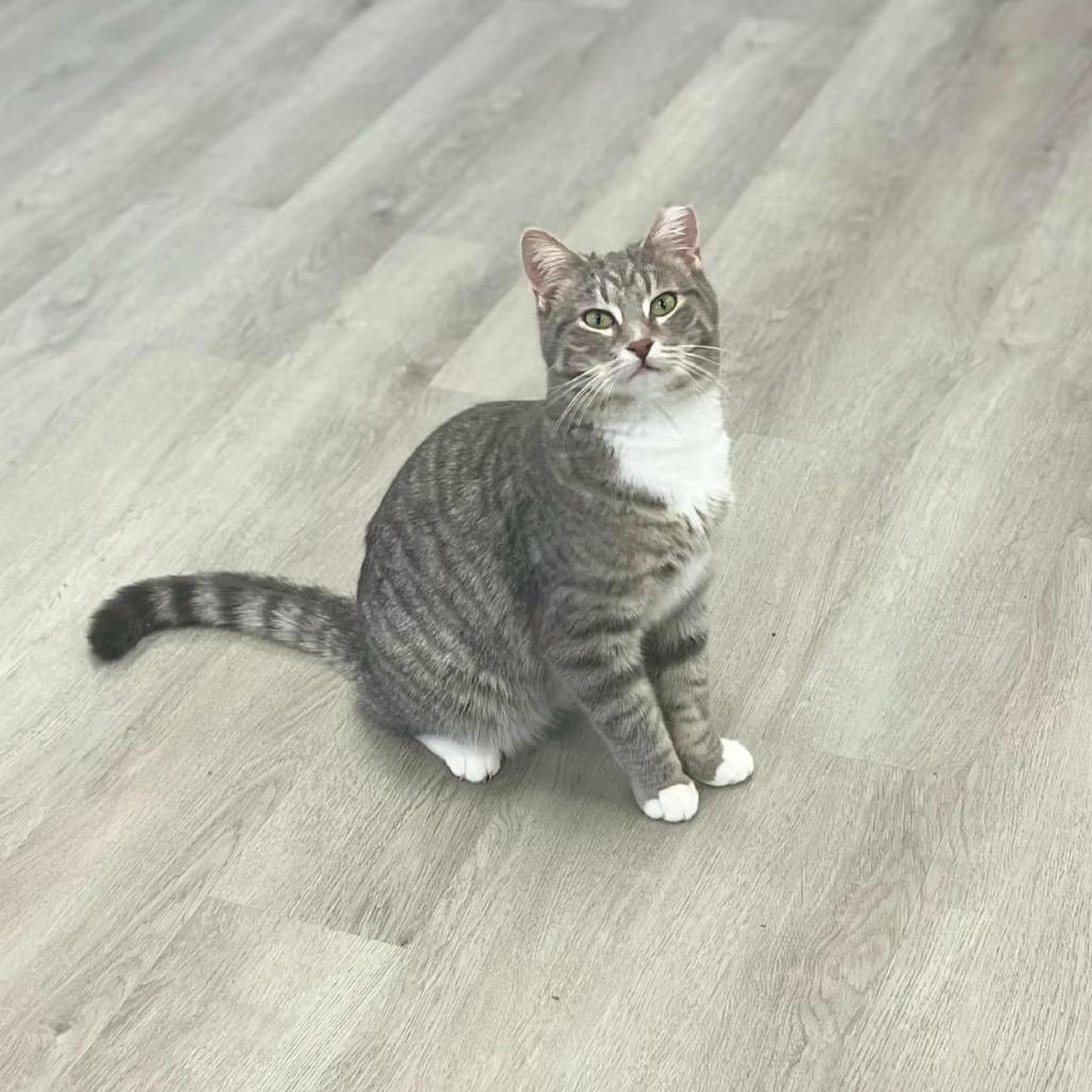 Enlarge Mike, a Adoptable Domestic Short Hair in Portage, MI image 4/5