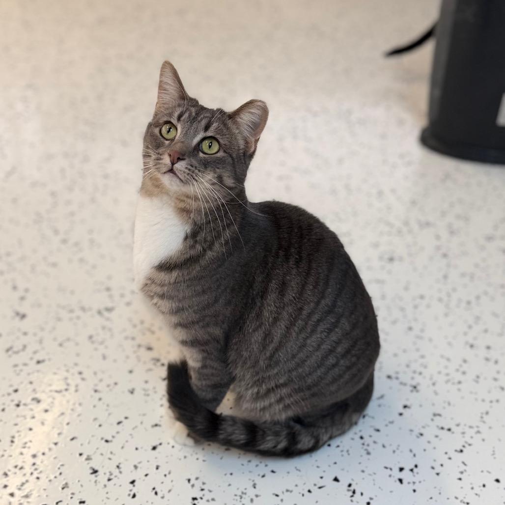 Enlarge Mike, a Adoptable Domestic Short Hair in Portage, MI image 5/5