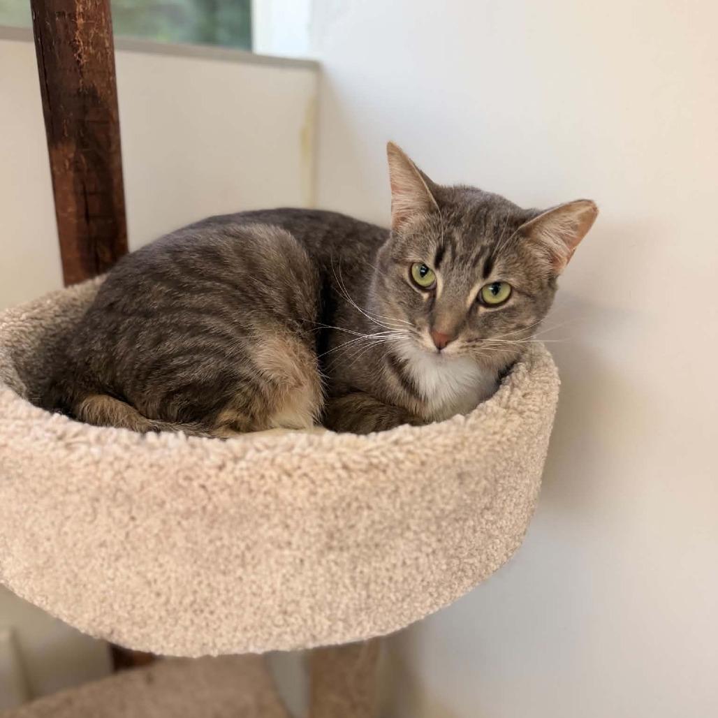 Enlarge Mike, a Adoptable Domestic Short Hair in Portage, MI image 6/6