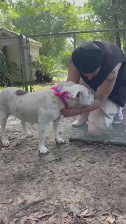 Enlarge Marlee, a Adoptable mixed breed in Allentown, PA video 6/6