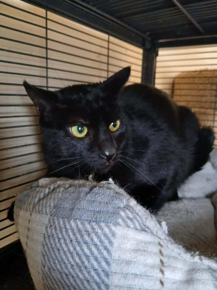 Enlarge Princess, a Adoptable mixed breed in Thatcher, AZ image 1/1