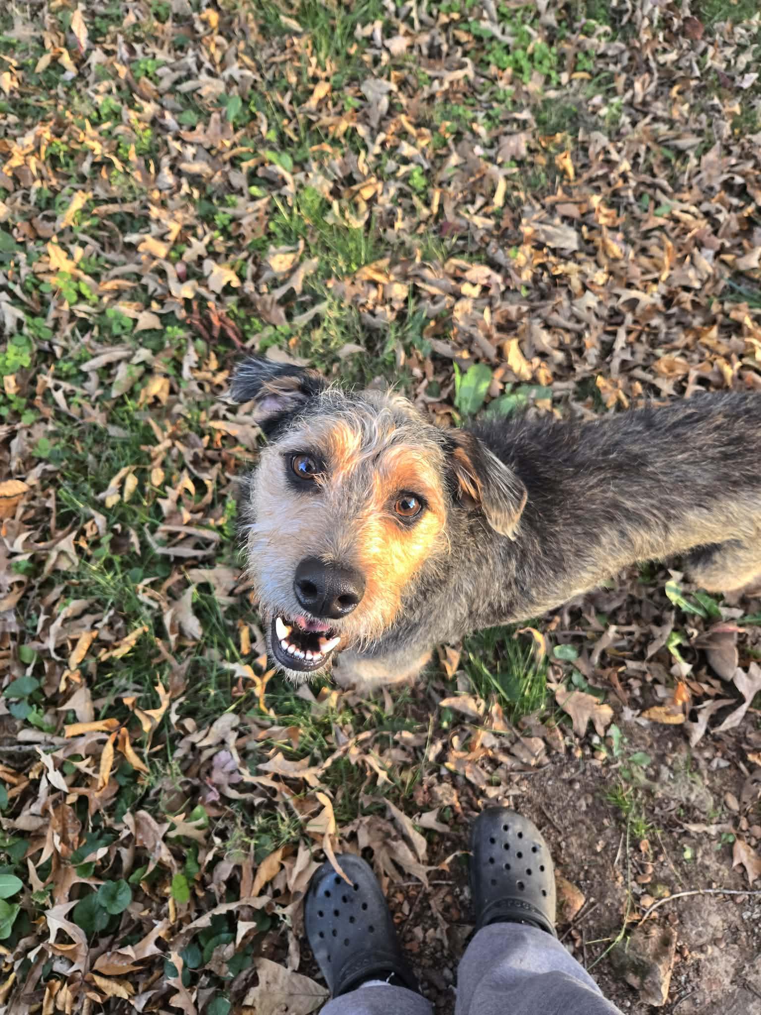 River, a Adoptable mixed breed image 2/2